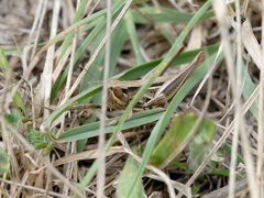 Euchorthippus elegantulus