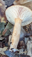 Lactarius tabidus