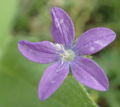Triodanis perfoliata