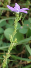 Triodanis perfoliata