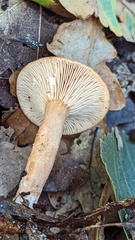 Lactarius tabidus