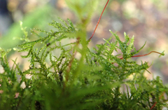 Amblystegium serpens