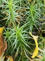 Polytrichum commune