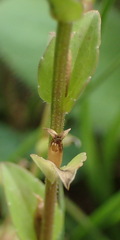 Triodanis perfoliata