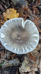 Russula parazurea