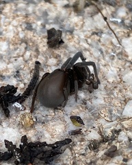 Kukulcania