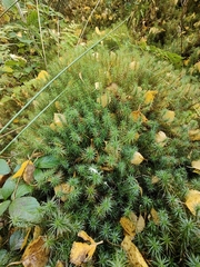 Polytrichum commune