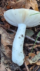 Russula parazurea