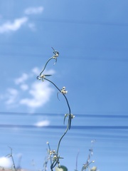 Orthosia angustifolia