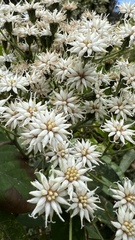 Vernonanthura phosphorica