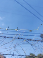 Orthosia angustifolia