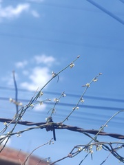 Orthosia angustifolia