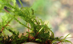 Amblystegium serpens