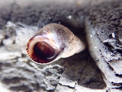 Austrolittorina cincta