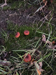 Cortinarius sanguineus