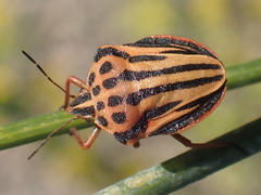 Graphosoma semipunctatum