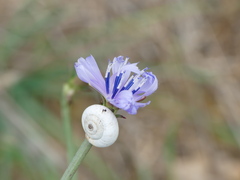 Catananche caerulea