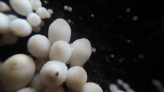 Coprinellus disseminatus