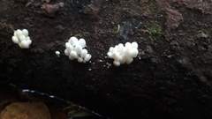 Coprinellus disseminatus