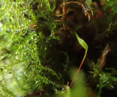 Amblystegium serpens