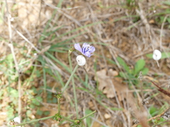 Catananche caerulea