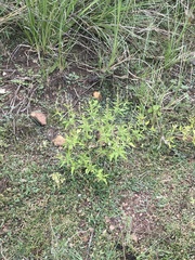 Croton bonplandianus