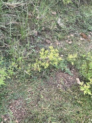 Croton bonplandianus