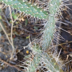 Opuntia pubescens