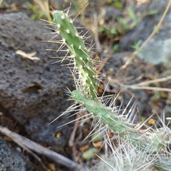 Opuntia pubescens