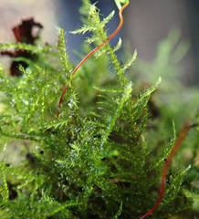 Amblystegium serpens