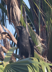 Corvus splendens splendens