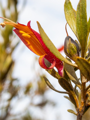 Eremophila glabra