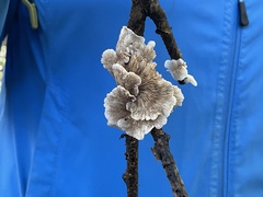 Crepidotus variabilis