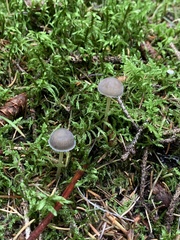 Mycena griseoviridis