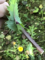 Sonchus asper