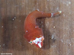 Apletodon