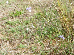 Catananche caerulea