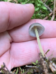 Mycena griseoviridis