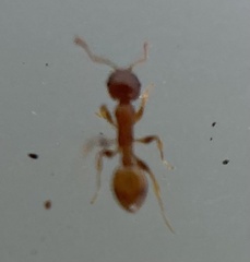 Temnothorax