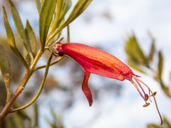 Eremophila glabra