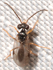 Dryinidae