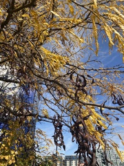 Gleditsia