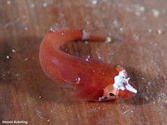Apletodon