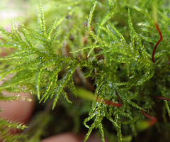 Amblystegium serpens