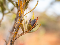 Eremophila glabra