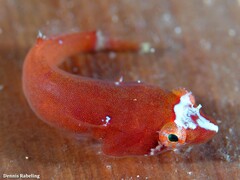 Apletodon