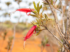 Eremophila glabra