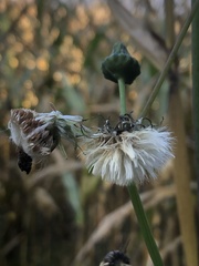 Sonchus asper