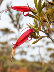 Eremophila glabra