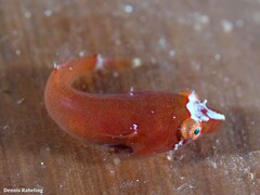 Apletodon